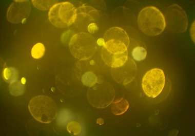 parlak bokeh ışıkları ile dijital duvar kağıdı 