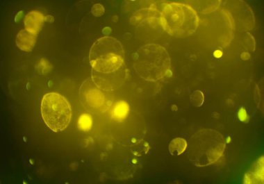 bokeh ile sanat soyut arka plan 