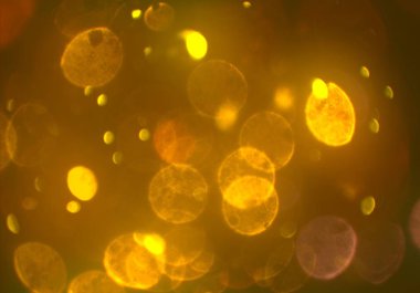 soyut bulanık bokeh arka plan, kopyalama alanı  