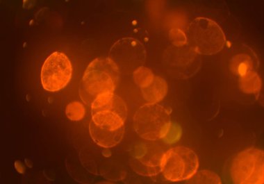 kopya alanı ile bokeh ışıkları dijital arka plan