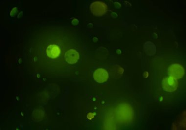 metin veya görüntü için alan ile bokeh arka plan