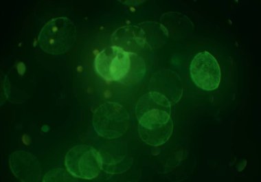 soyut bulanık bokeh arka plan, kopyalama alanı  