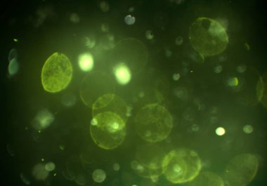 bokeh ışıkları ile soyut duvar kağıdı