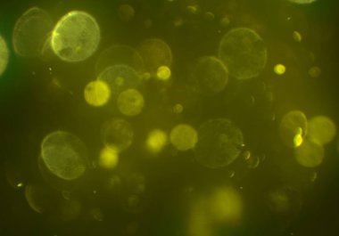 bokeh abstact arka plan ile galaksi