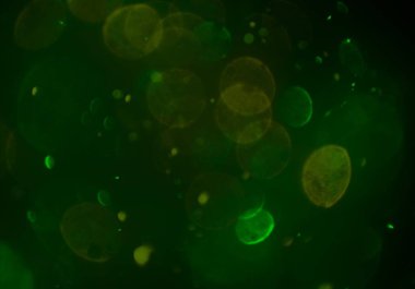 parlak bokeh ışıkları ile dijital duvar kağıdı 