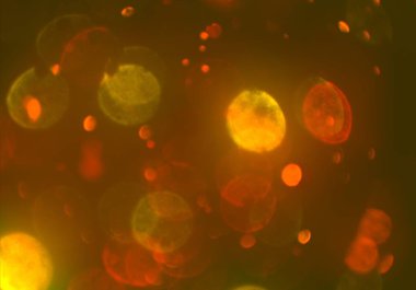 parlak bokeh ışıkları ile dijital duvar kağıdı 