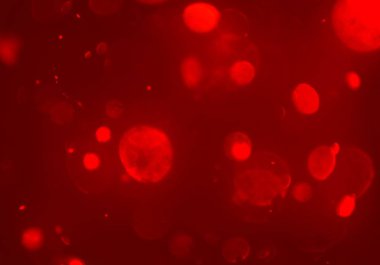 parlak bokeh ışıkları ile dijital duvar kağıdı 