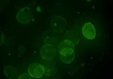 bokeh ile sanat soyut arka plan 