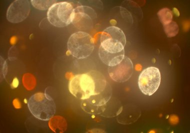 metin veya görüntü için alan ile bokeh arka plan