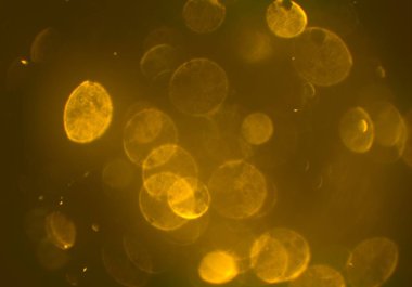 bokeh ile sanat soyut arka plan 