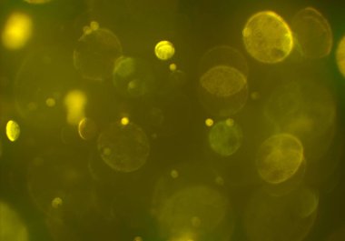 bokeh ile sanat soyut arka plan 