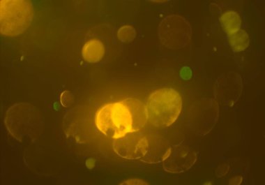 kopya alanı ile bokeh ışıkları dijital arka plan