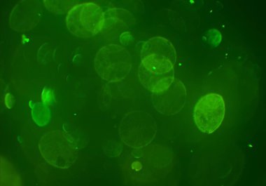 bokeh ile sanat soyut arka plan 