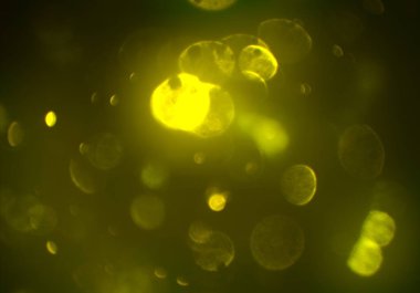 parlak bokeh ışıkları ile dijital duvar kağıdı 