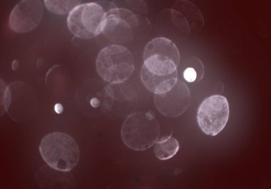 kırmızı ve beyaz arkaplan