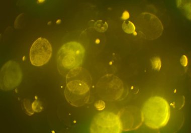 metin veya görüntü için alan ile bokeh arka plan