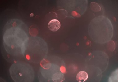 bokeh abstact arka plan ile galaksi