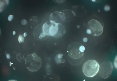 parlayan parlak bokeh toz