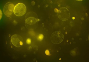 parlayan parlak bokeh toz