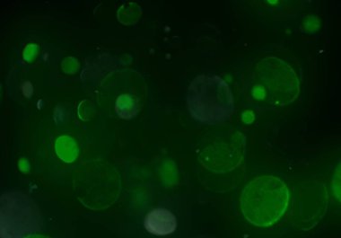 bokeh ve metin için alan ile soyut duvar kağıdı