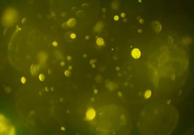 bokeh ve metin için alan ile soyut duvar kağıdı