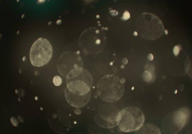 metin veya görüntü için alan ile bokeh arka plan