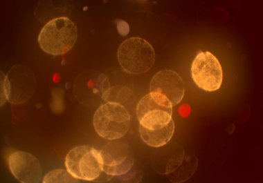 parlayan parlak bokeh toz