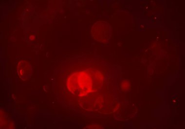 kopya alanı ile bokeh ışıkları dijital arka plan