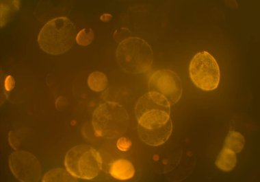 parlak bokeh ışıkları ile dijital duvar kağıdı 