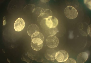 parlayan parlak bokeh toz