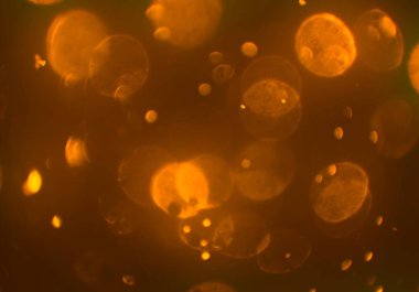 parlayan parlak bokeh toz