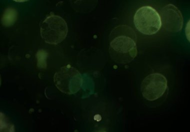 parlayan parlak bokeh toz