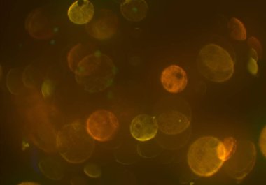 bokeh ve metin için alan ile soyut duvar kağıdı