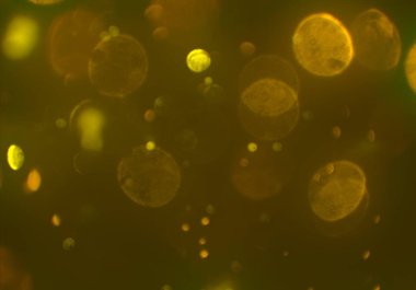 parlayan parlak bokeh toz parıltıları