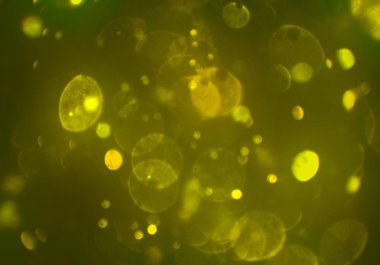 Tasarımınız için parlak bokeh arka plan