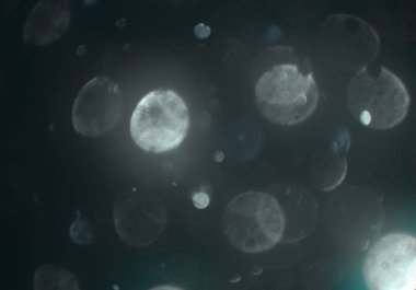 parlayan parlak bokeh toz parıltıları