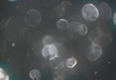 parlayan parlak bokeh toz parıltıları