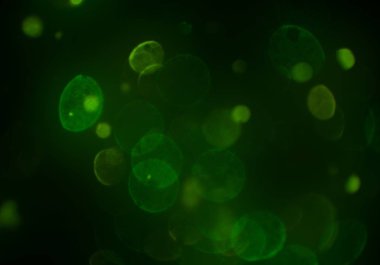 parlayan parlak bokeh toz parıltılar arka plan