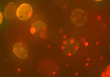 parlayan parlak bokeh toz parıltılar arka plan