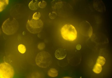 parlayan parlak bokeh toz parıltılar arka plan