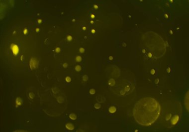 kopya alanı ile bokeh ışıkları dijital arka plan