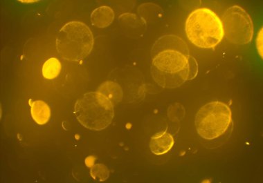 bokeh ile parlak soyut arka plan