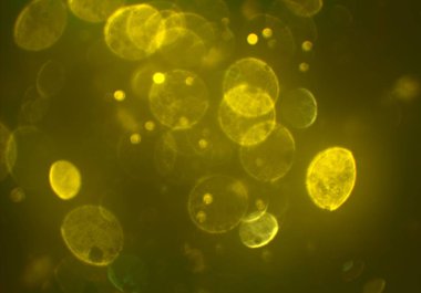 parlak bokeh ışıkları ile dijital duvar kağıdı 