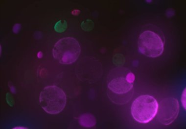 bokeh toz parıltılar arka plan