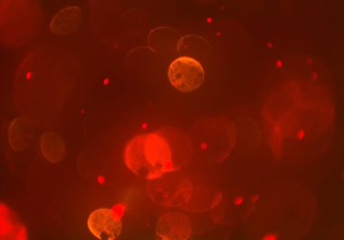 metin veya görüntü için alan ile bokeh arka plan