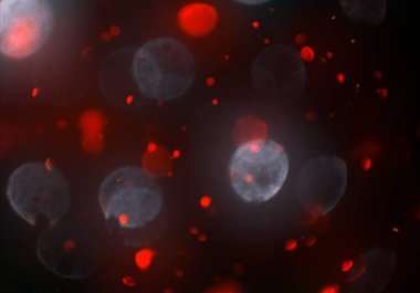 kopya alanı ile bokeh ışıkları dijital arka plan