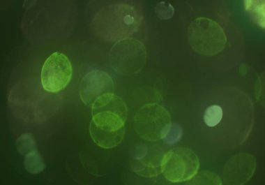 stardust bokeh toz parıltılar arka plan