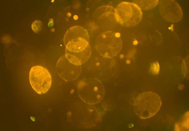 stardust bokeh toz parıltılar arka plan