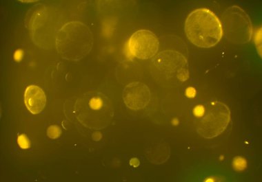 bokeh ışıkları ile soyut duvar kağıdı