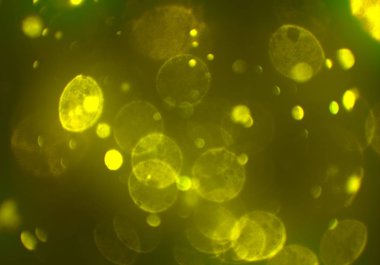 bokeh ve metin için alan ile soyut duvar kağıdı